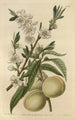 La pêche blanche - Sydenham Edwards — widok dzieła