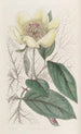 La pivoine jaune - Sydenham Edwards — widok dzieła