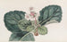 La Saxifrage indienne à franges grossières - Sydenham Edwards — widok dzieła