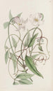 La clématite à fleurs frisées - Sydenham Edwards — widok dzieła