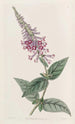 Le buddleia chinois pourpre - Sydenham Edwards — widok dzieła