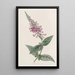 Le buddleia chinois pourpre - Sydenham Edwards — oprawiony obraz na ścianie