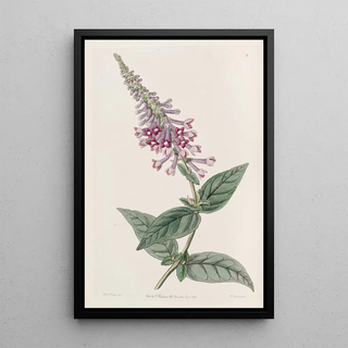 Sydenham Edwards - The purple Chinese Buddlea.webp