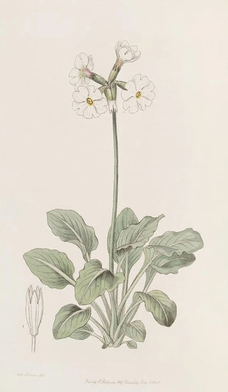 Sydenham Edwards - The ruffed Primrose.webp