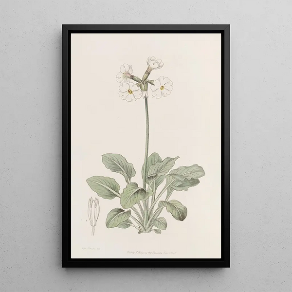 Sydenham Edwards - The ruffed Primrose.webp