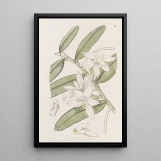 Sydenham Edwards - The slippered Fleshlip.webp