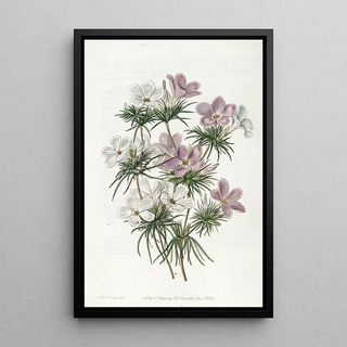 Sydenham Edwards - Thickflowered Slendertube.webp