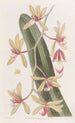 Le cymbidium à feuilles épaisses - Sydenham Edwards — widok dzieła