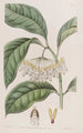 Le hoya à feuilles épaisses - Sydenham Edwards — widok dzieła
