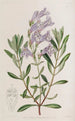 Le pentstemon à feuilles épaisses - Sydenham Edwards — widok dzieła