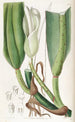 Le philodendron à nervures épaisses - Sydenham Edwards — widok dzieła