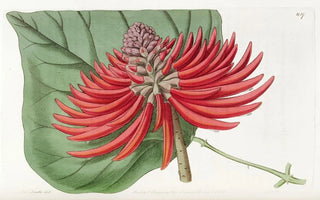 Sydenham Edwards - Thornless nakedflowering Coraltree.webp