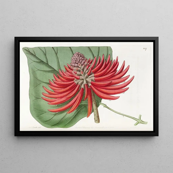 Sydenham Edwards - Thornless nakedflowering Coraltree.webp