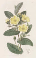 L'hibbertia Thoroughwax - Sydenham Edwards — widok dzieła