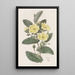 L'hibbertia Thoroughwax - Sydenham Edwards — oprawiony obraz na ścianie