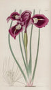 L'iris à fils - Sydenham Edwards — widok dzieła