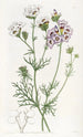 La gilia tricolore - Sydenham Edwards — widok dzieła
