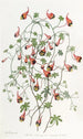 Le tropaeolum tricolore - Sydenham Edwards — widok dzieła