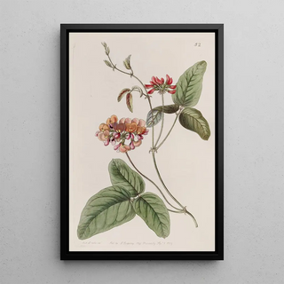 Sydenham Edwards - Threecoloured Zichya.webp