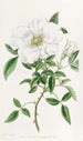 La rose de Chine à trois feuilles - Sydenham Edwards — widok dzieła