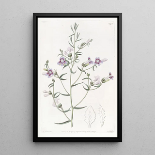 Sydenham Edwards - Threeleaved Pentstemon.webp