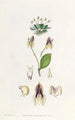 La lepanthes à trois dents - Sydenham Edwards — widok dzieła