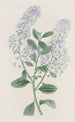 Ceanothus à thyrses - Sydenham Edwards — widok dzieła