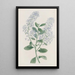 Ceanothus à thyrses - Sydenham Edwards — oprawiony obraz na ścianie