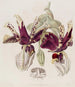 Stanhopea à Fleurs Tigrées - Sydenham Edwards — widok dzieła
