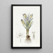 Crocus minuscule - Sydenham Edwards — oprawiony obraz na ścianie