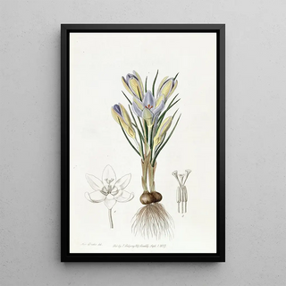 Sydenham Edwards - Tiny Crocus.webp