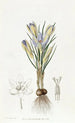 Crocus minuscule - Sydenham Edwards — widok dzieła