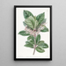 Ardisia à feuilles dentées - Sydenham Edwards — oprawiony obraz na ścianie