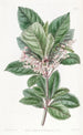 Ardisia à feuilles dentées - Sydenham Edwards — widok dzieła