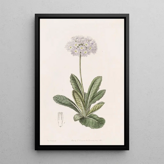 Sydenham Edwards - Toothletted Primrose.webp