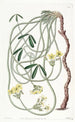 Oxalis tortueux - Sydenham Edwards — widok dzieła