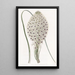 Xerophyllum à feuilles coriaces - Sydenham Edwards — oprawiony obraz na ścianie