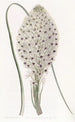 Xerophyllum à feuilles coriaces - Sydenham Edwards — widok dzieła