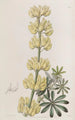 Lupin en arbre - Sydenham Edwards — widok dzieła