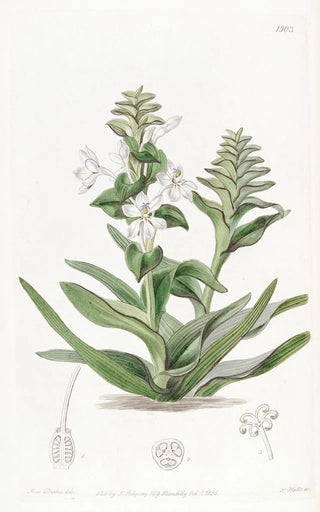 Sydenham Edwards - Triandria Monogynia.webp