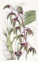 Flywort à lèvre triangulaire - Sydenham Edwards — widok dzieła