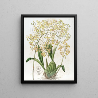 Sydenham Edwards - Triangularlipped Oncidium.webp