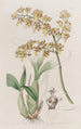 Oncidium z trójkątną wargą - Sydenham Edwards — widok dzieła
