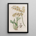 Oncidium z trójkątną wargą - Sydenham Edwards — oprawiony obraz na ścianie