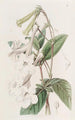 Gloxinia z rurkowatymi kwiatami - Sydenham Edwards — widok dzieła