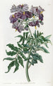 Solanum bez bulwy - Sydenham Edwards — widok dzieła