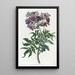 Solanum bez bulwy - Sydenham Edwards — oprawiony obraz na ścianie