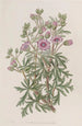 Geranium tuberous variety ramifiée - Sydenham Edwards — widok dzieła