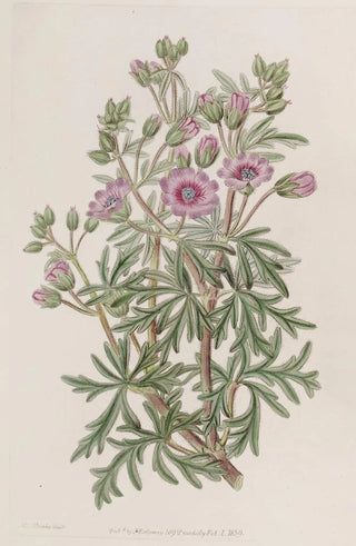 Sydenham Edwards - Tuberous Geranium branched variety.webp