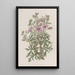 Geranium tuberous variety ramifiée - Sydenham Edwards — oprawiony obraz na ścianie